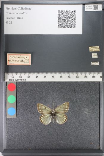 Media type: image;   Entomology 125386